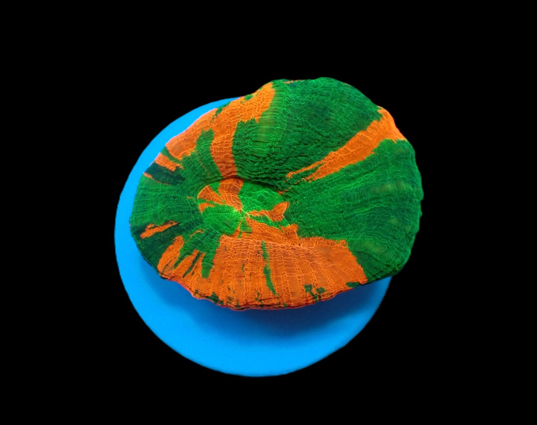 Homophyllia australis (Bleeding Apple) (frag)